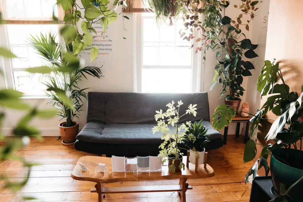 The calm, plant-filled waiting area at Soma Wellbeing Centre in the Norwich Lanes